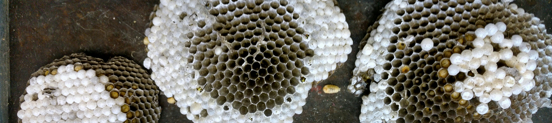 Inside-a-yellow-jacket-nest.png