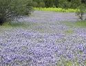 Wildflowers Perry Creek Wildflowers Perry Creek