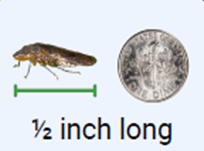 Glassy-winged-sharpshooter.png