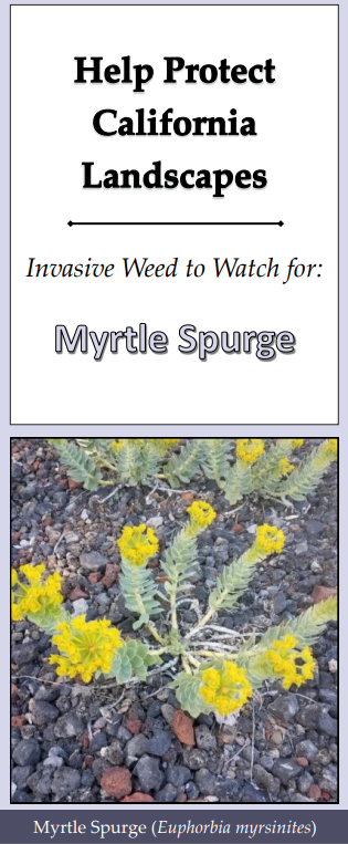 Myrtle-Spurge-Brochure