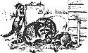 Raccoon illustration