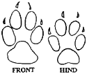 Coyote tracks