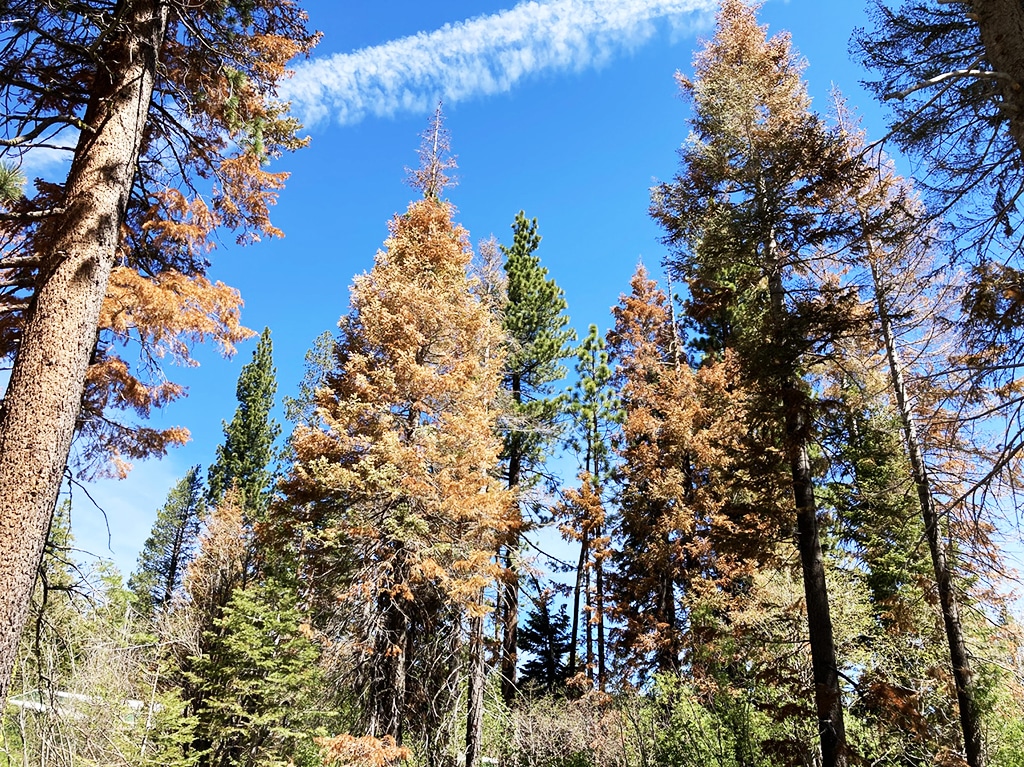 Trees in the forest that are dying